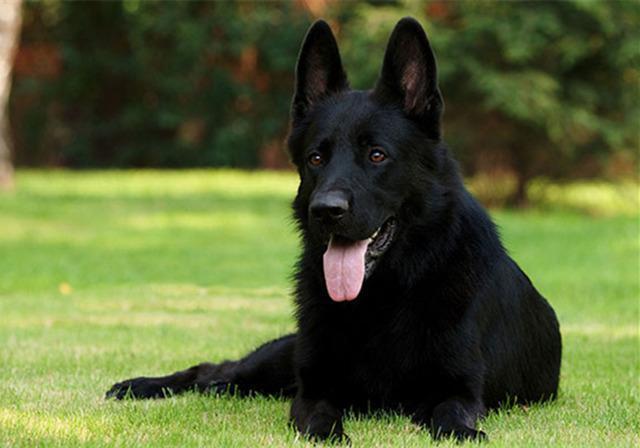 公狒狒游戏解说动物园模拟器_动物公园手机游戏_动物公园破解版