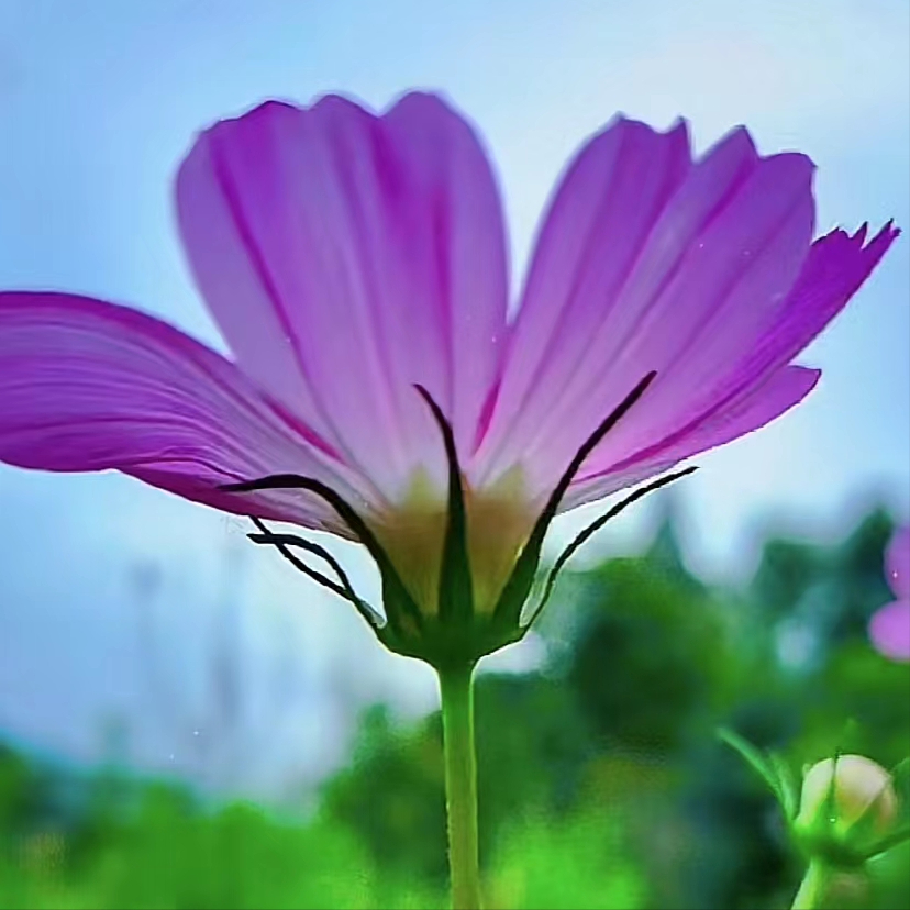 粉碎狂热安卓下载_粉碎狂热好玩吗_粉碎狂热手机游戏