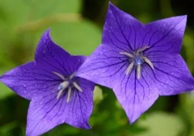 粉碎狂热好玩吗_粉碎狂热手机游戏_粉碎狂热安卓下载