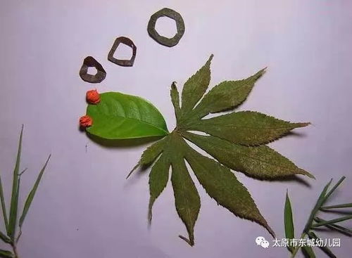 树叶的游戏,自然与乐趣的完美结合