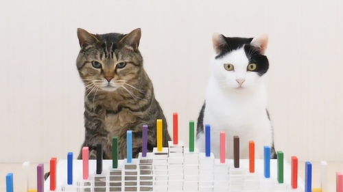 搞笑猫游戏,猫咪版“疯狂动物城”