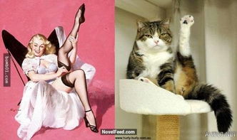 女生的猫游戏,女生钟爱的猫游戏盘点