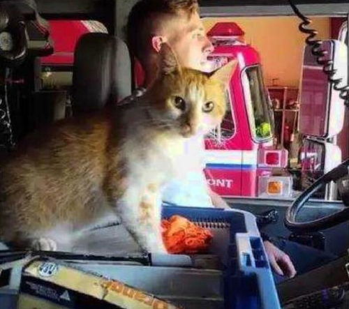 消防猫游戏,萌宠英雄的英勇救援之旅