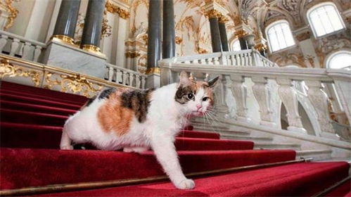 猫咪游戏绘画,猫咪游戏绘画的奇幻之旅