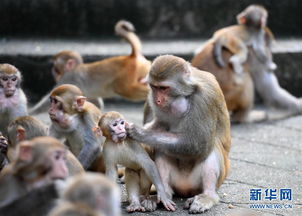 几只猴子游戏,几只猴子的欢乐冒险之旅