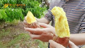 挖窑游戏,揭秘古代窑洞的秘密之旅