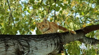 猫嘶游戏,解锁奇幻冒险之旅