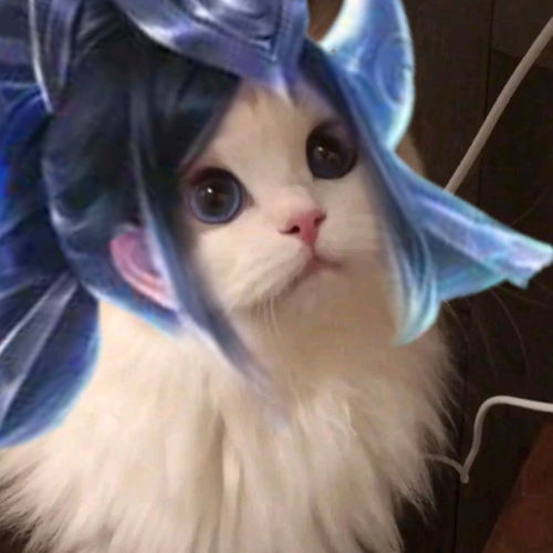 头像猫游戏,探索头像猫游戏的奇幻世界