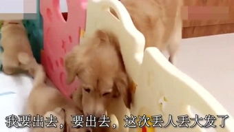母亲爱游戏,探索亲子互动中的温馨时光