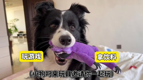 牧幼犬游戏,培养忠诚与默契的欢乐时光