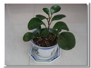 养花游戏卖花,卖花赢取绿色财富