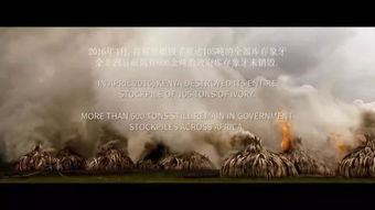象牙游戏图片,揭秘奢华背后的黑暗交易