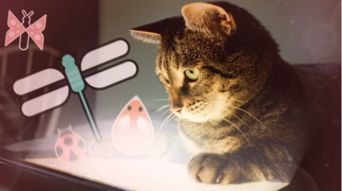 猫咪说游戏,探索虚拟世界的喵星奇遇记