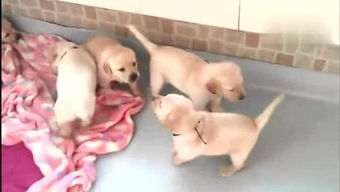 游戏人小丫,探索未知世界的冒险篇章