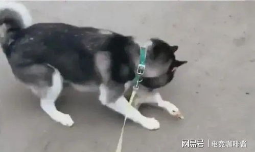 老鹰咬游戏,空中猎手的生存挑战