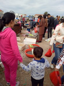 赶秋收游戏,感受丰收喜悦