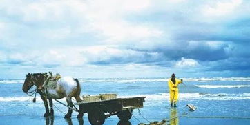 骑马抓捕游戏,骑马抓捕游戏的激情冒险之旅